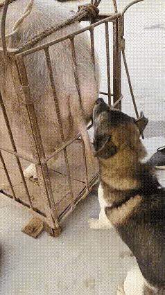 狗子馋坏了，看来好长时间没吃肉了吧？