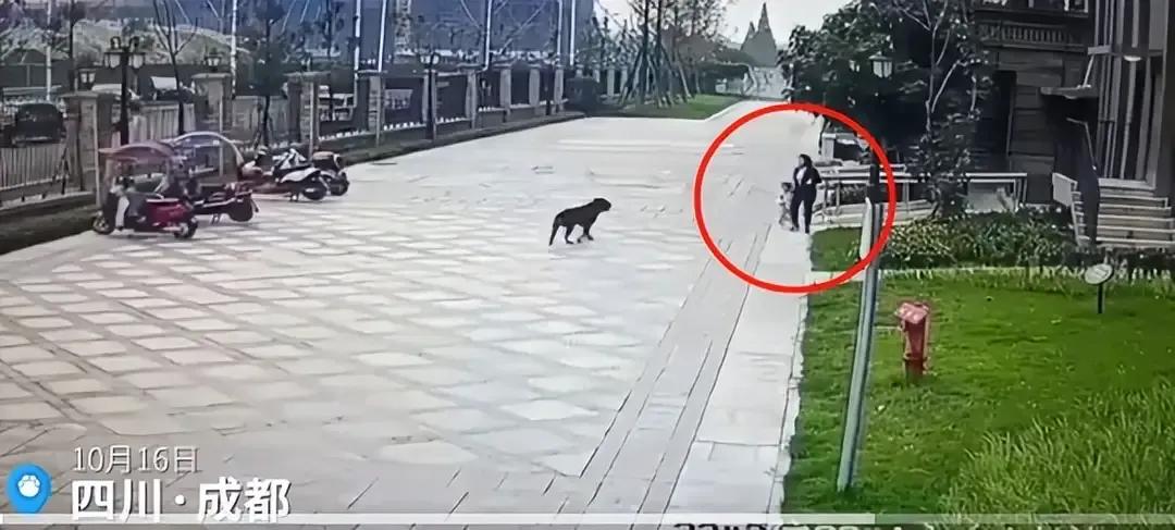 近日，发生在四川崇州某小区大狗撕咬儿童的视频，引发网友关注和热议，大家对这两只狗