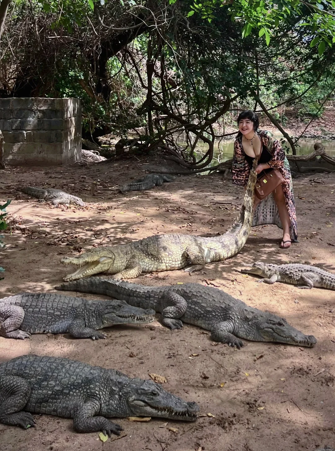 冈比亚博物馆里的鳄鱼池可太好玩了🐊