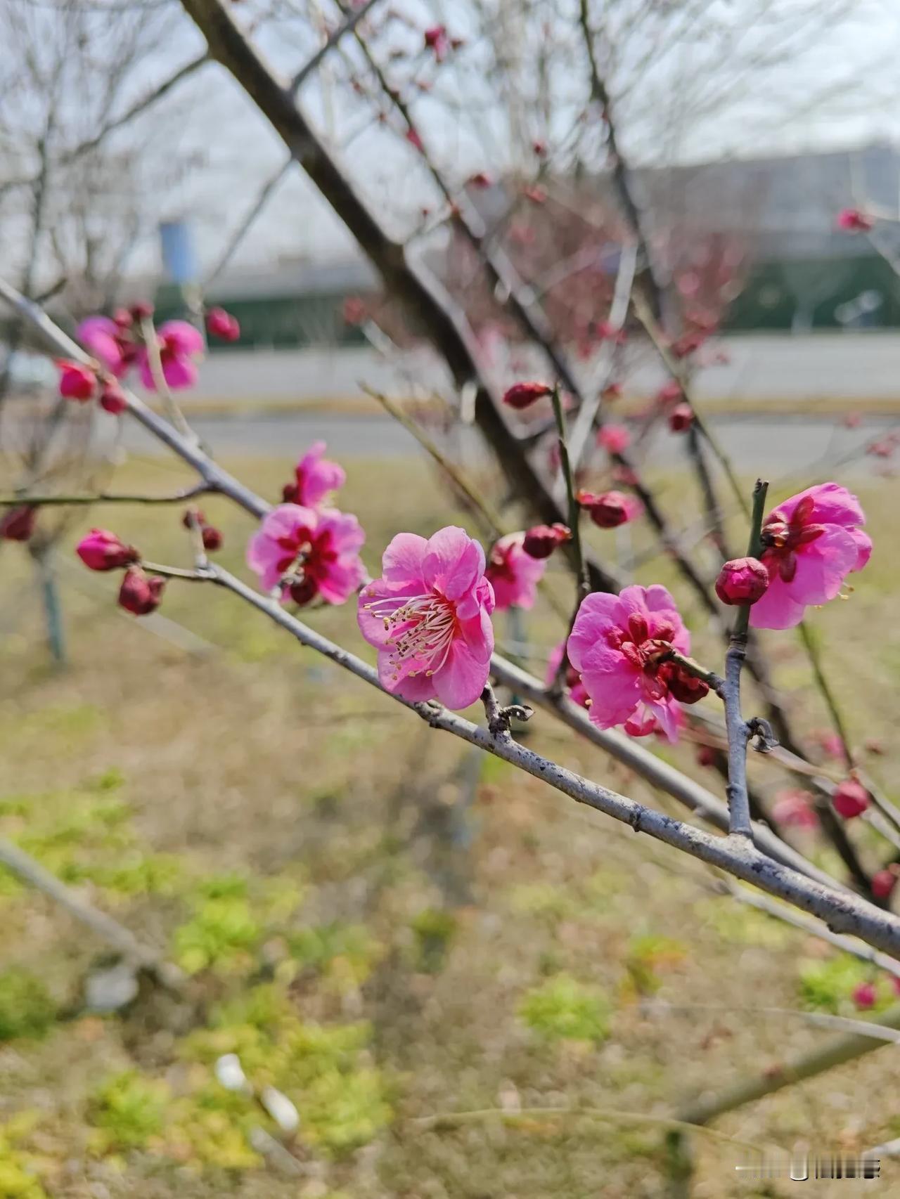 梅花香自苦寒来