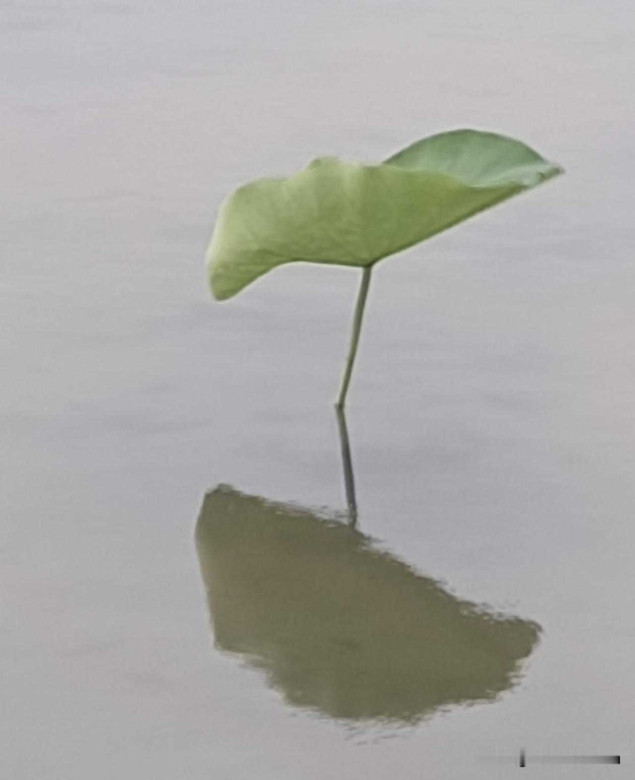 一池静水，一叶清荷，倒影自成双。
（图片：拍摄于沙河城镇西赵庄·御藕园 2026