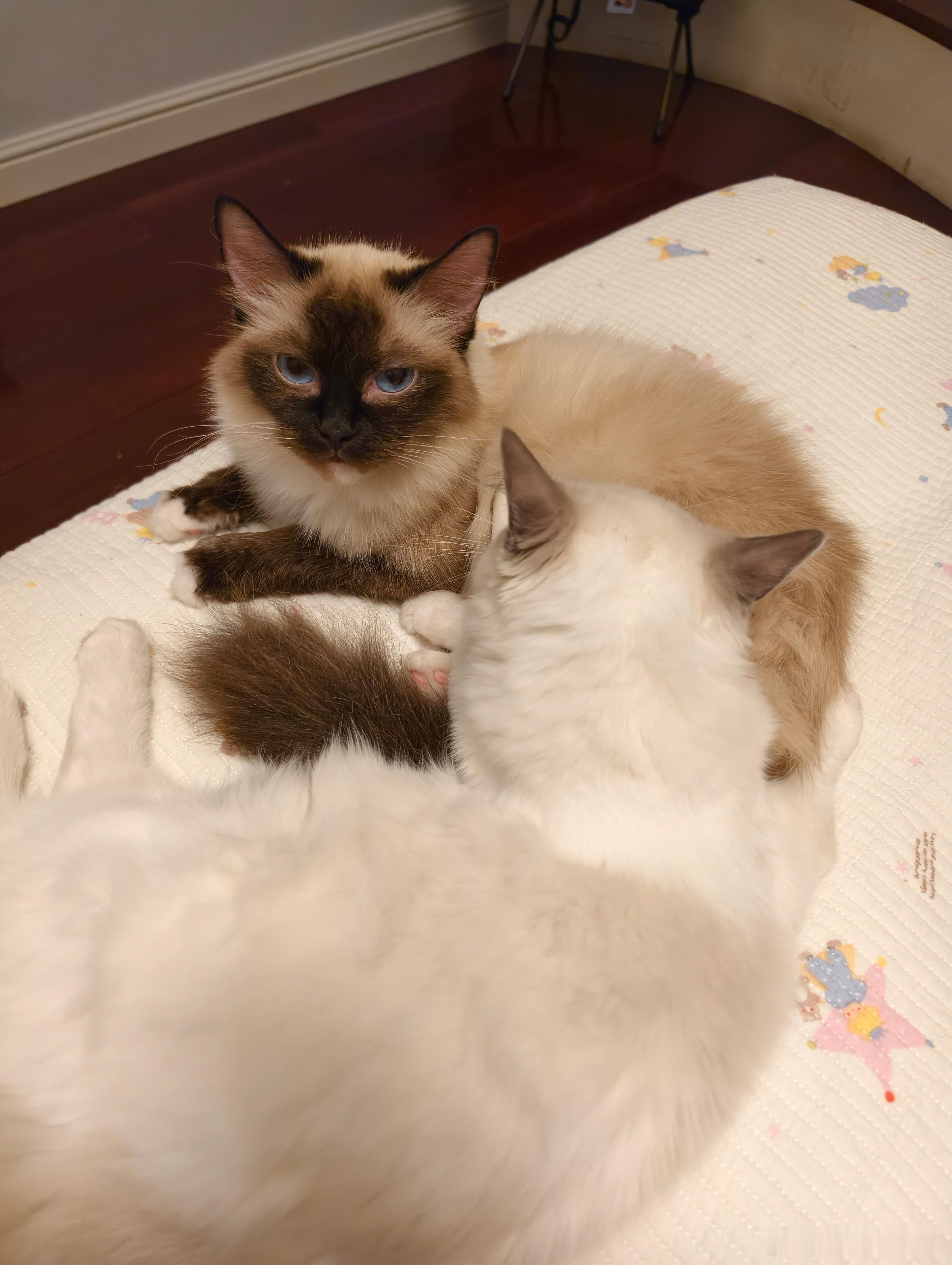 为啥多养一只猫会多出两三倍的猫粮消耗
