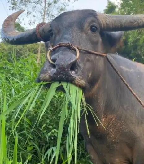 为什么牛只吃草就能长一身肌肉？答案其实很简单，人只吃蔬菜的话会营养不良，而牛只吃