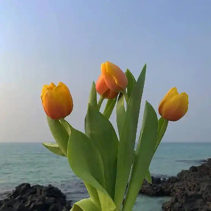 锦鲤丁丁美好的日子给你带来快乐，阴暗的日子给你带来经验。所以，不要对生命中的任何