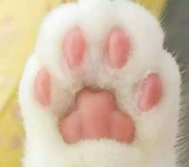 五条的jiojio是不是也是这样的 