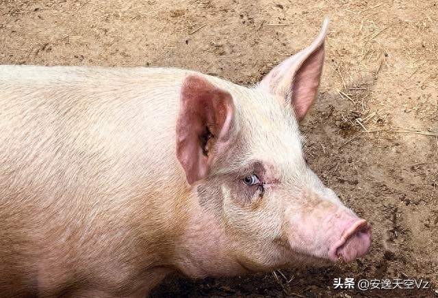 猪肉价格连续15个月下降原因及未来价格走势