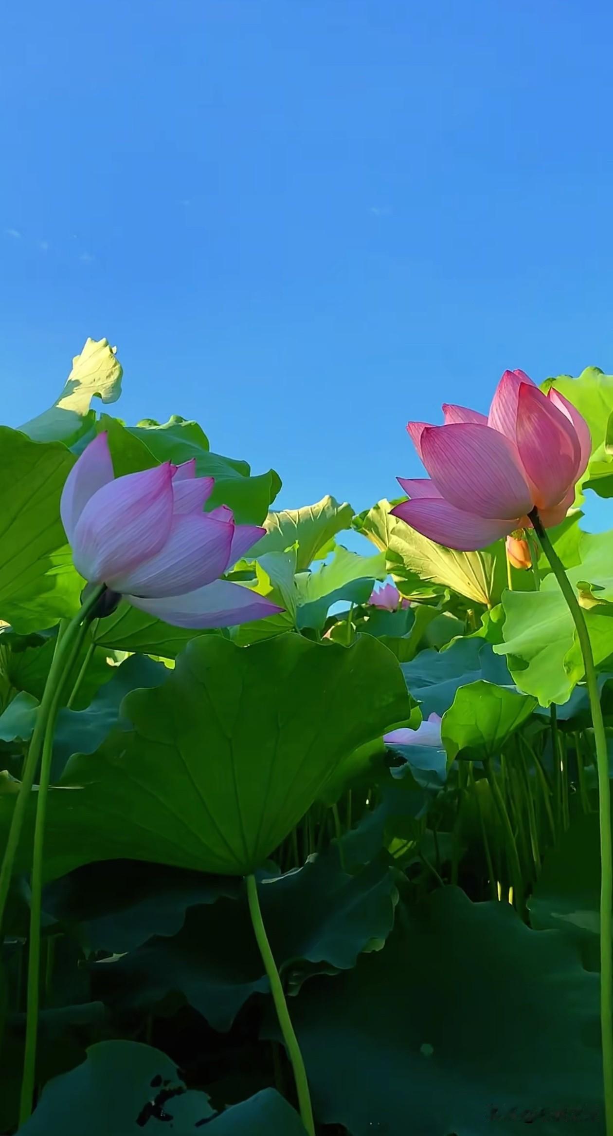 淤泥生清骨，雨露润繁花，人生慢慢，自有花期。夏日荷花 人生感悟 治愈风景 静心自