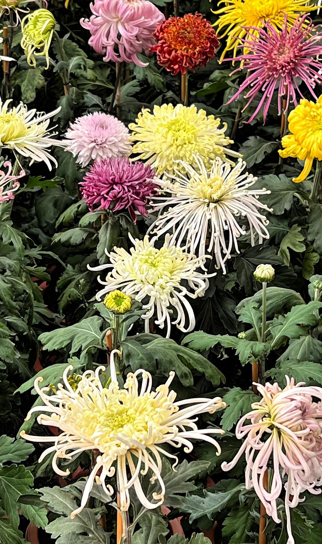 【原创】冬日赏菊：色彩斑斓、五颜六色的菊花盛开，靓丽夺目、美不胜收！🌸🌸🌸