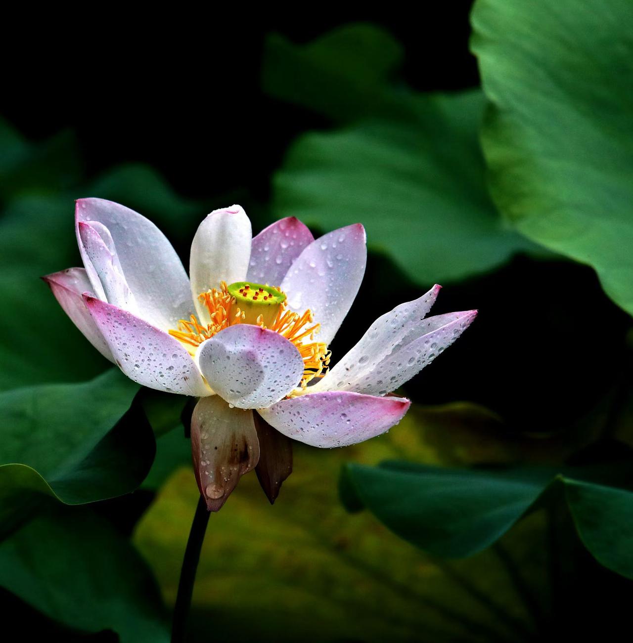 （原创）
荷塘飘香——《荷 缘》