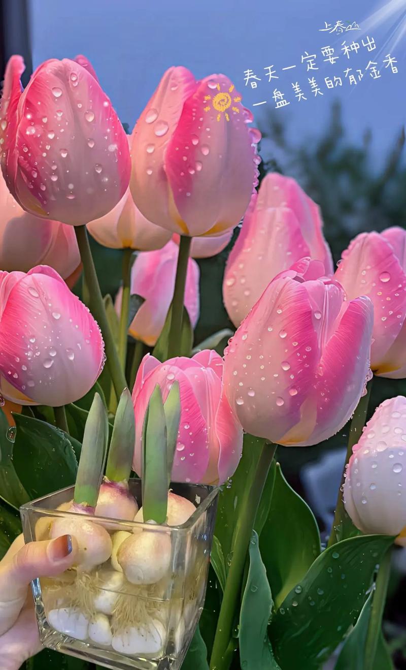 新春佳节，富乐山的郁金香花鲜艳夺目、一片火红，彰显出喜庆的氛围，令人喜乐无限，也