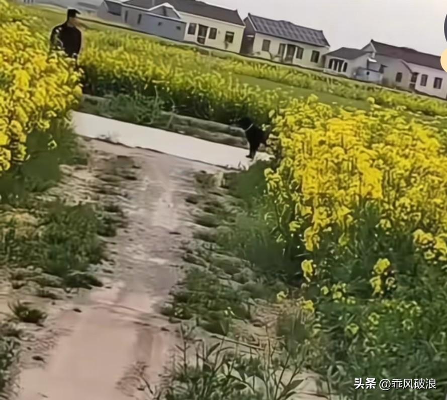 抱养回来的小狗，今天带它留达刚好碰了它妈妈，拼命挣脱绳子想和妈妈聊聊，它们互相亲