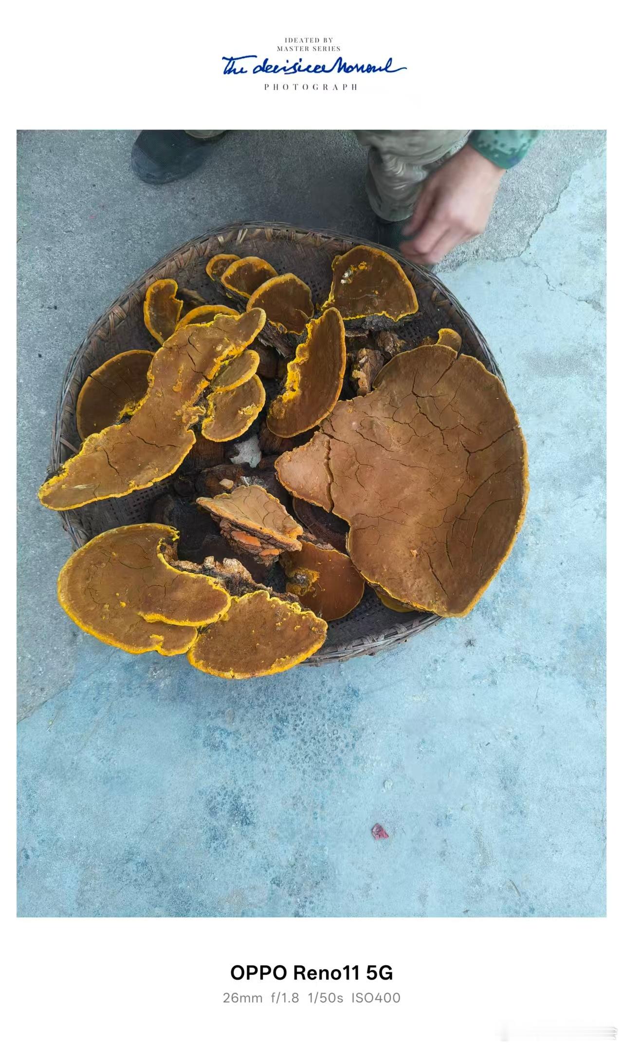 刚从秦岭山里摘的，有人认识不？说是得有五十年了。 