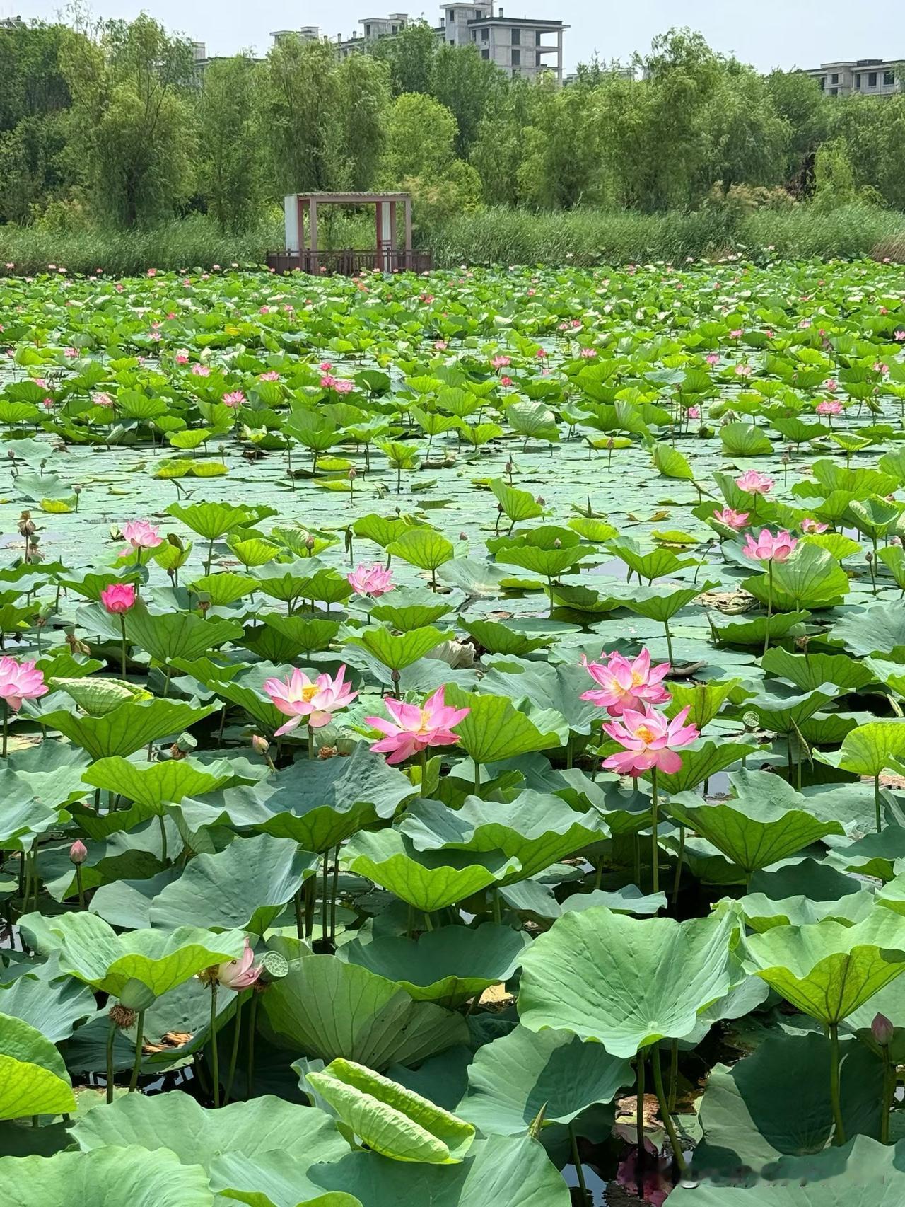 满池的荷花
