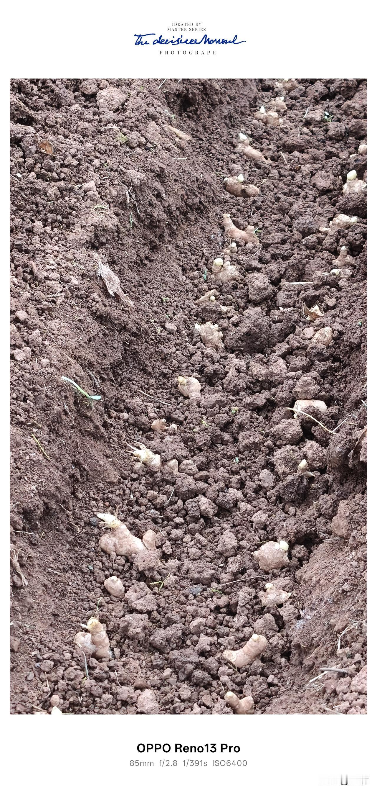 资阳市雁江区八粮堰，谷雨种姜，种下一垄生活的盼头
 
打卡晒出你的本地生活
 