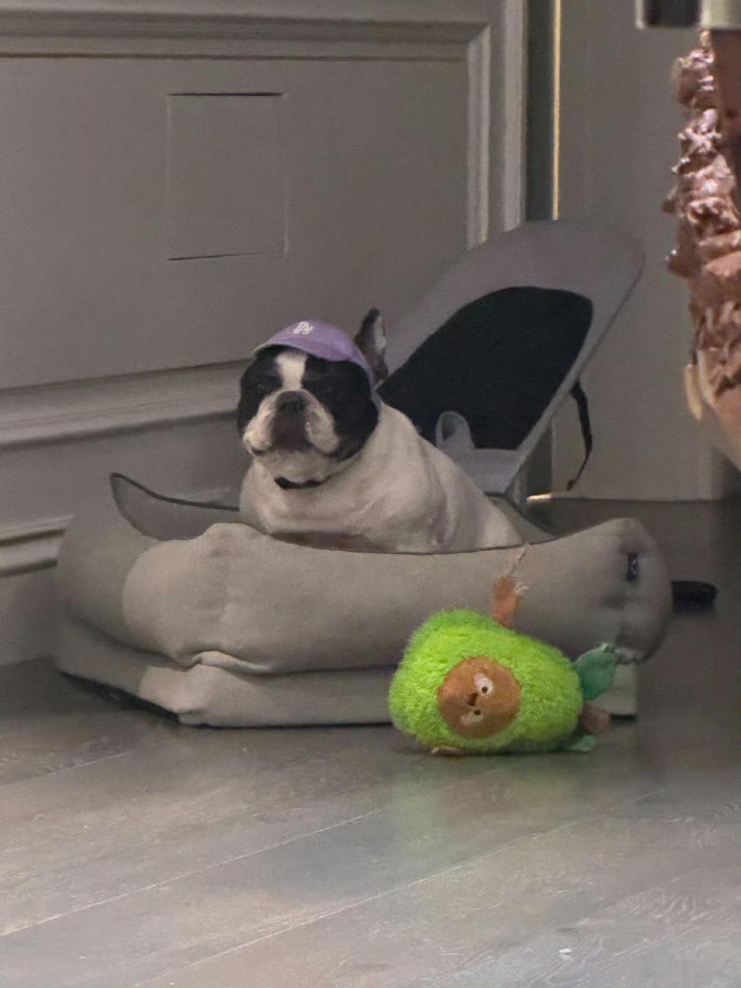 哈哈这事儿也太可爱了吧！！鹿晗家那只叫“馒头”的法斗是真·家庭顶流啊！前一天粉丝