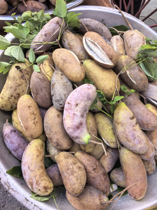 今天采了这么多根本吃不完！