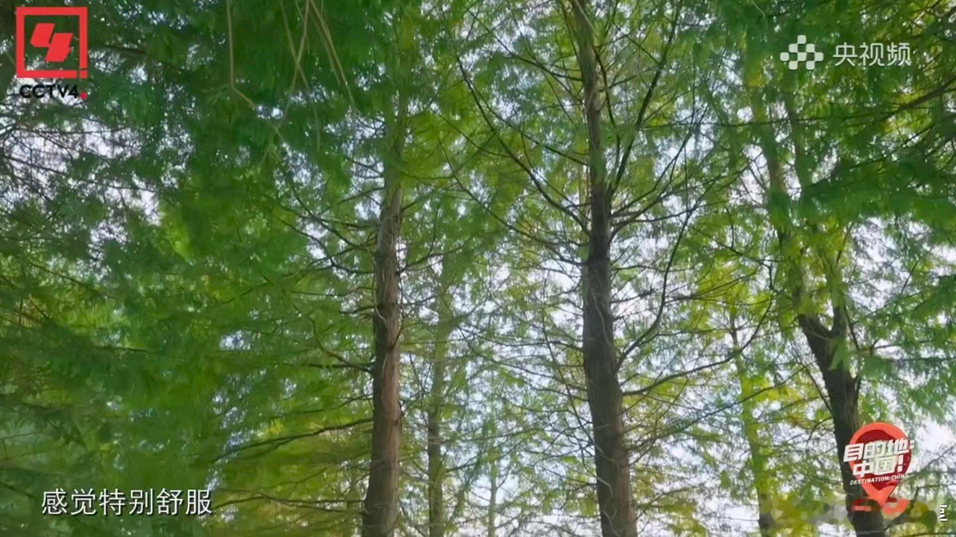 录综艺意外发现存活1亿年的物种 录综艺，解锁了地球一亿年的生命记忆！水杉用它奇特