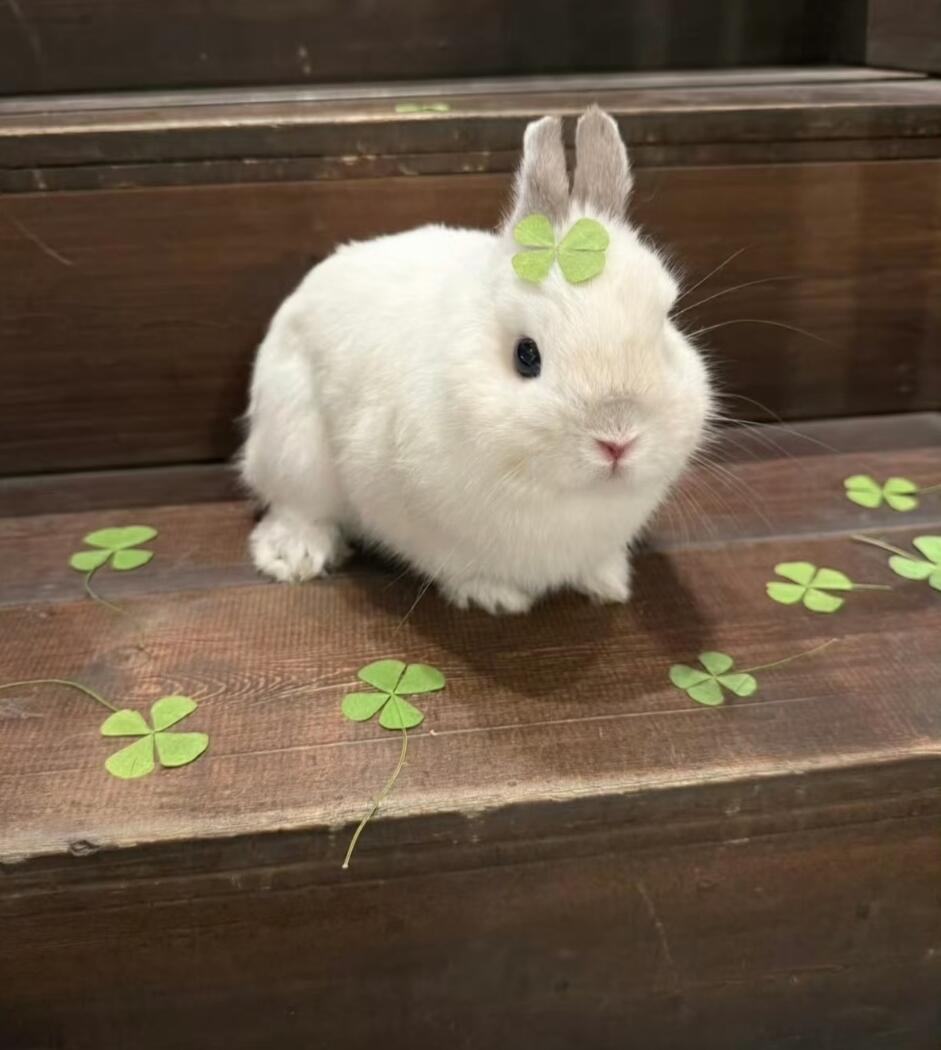 小兔叽🐰🍓🍬🍧🥝🍑 兔子的世界 下起了胡萝卜雨. 