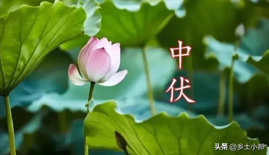 明日进入中伏，老话说“中伏三地不去，家人平安顺利”，是哪三地？早看早知道
 
明