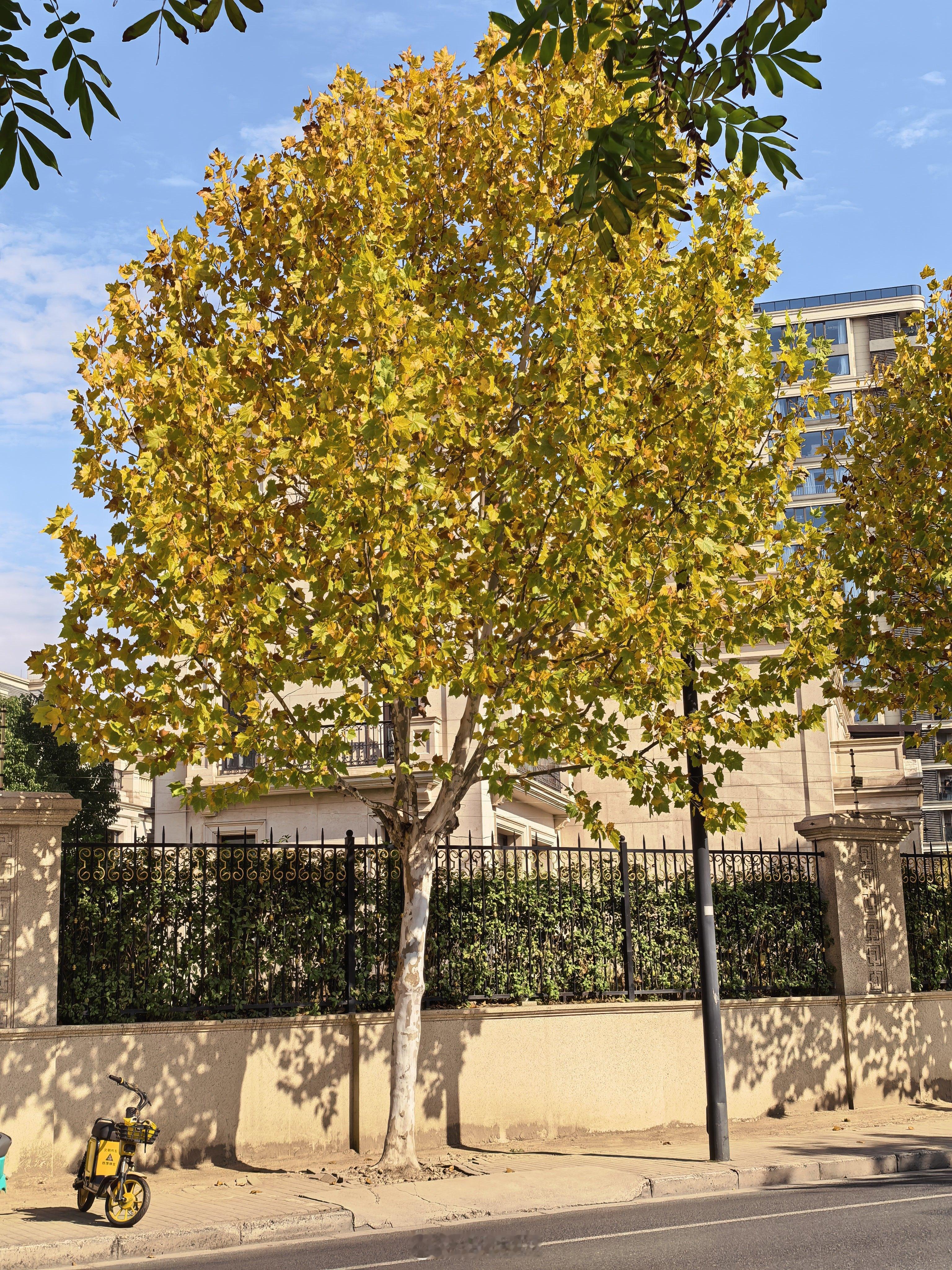 和广东比，这是我喜欢浙江的原因，有秋天