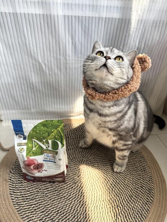 猫咪多少斤算胖⁉️