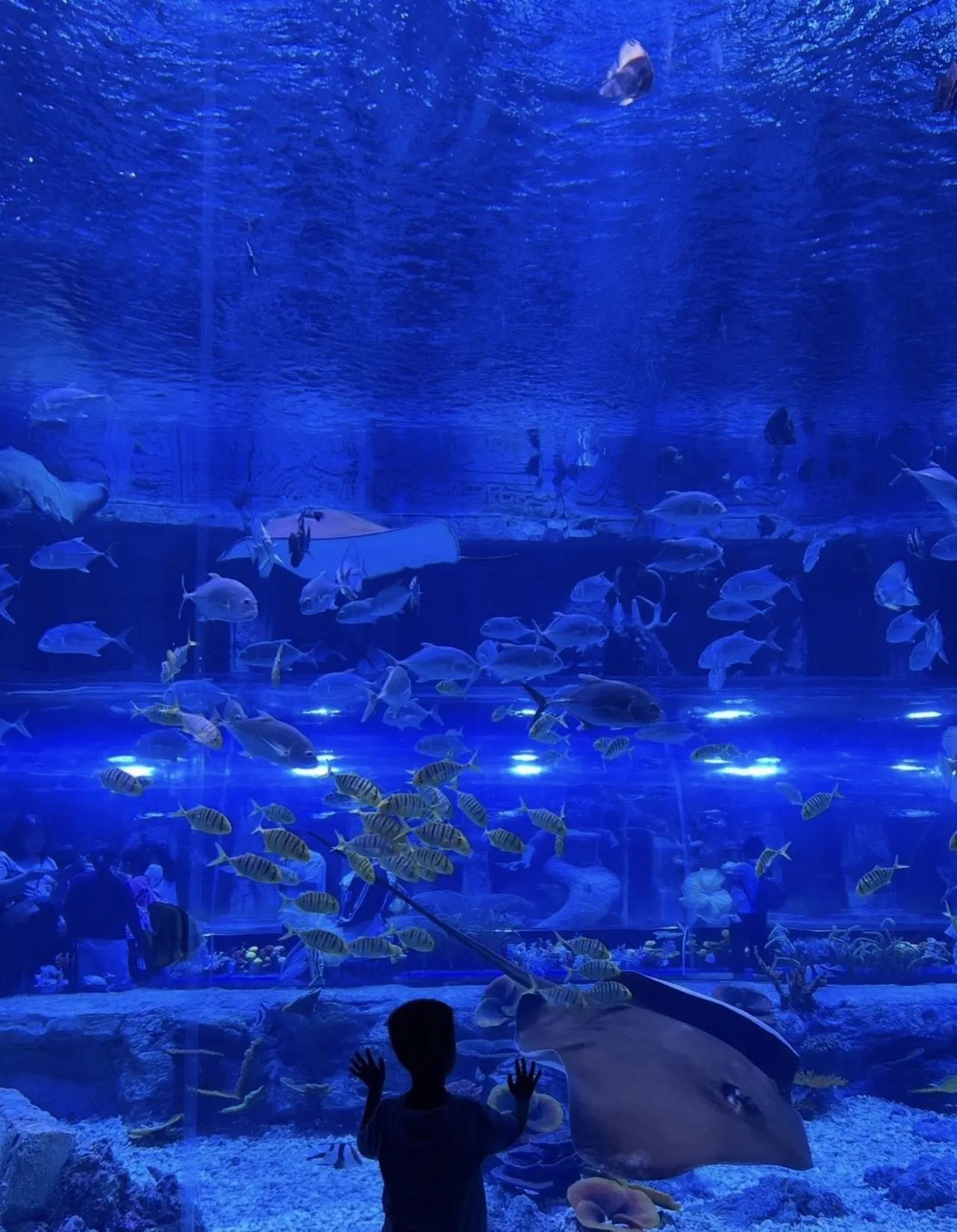 广州海洋世界 广州海洋世界 探索海洋世界 海洋馆打卡周末去哪儿