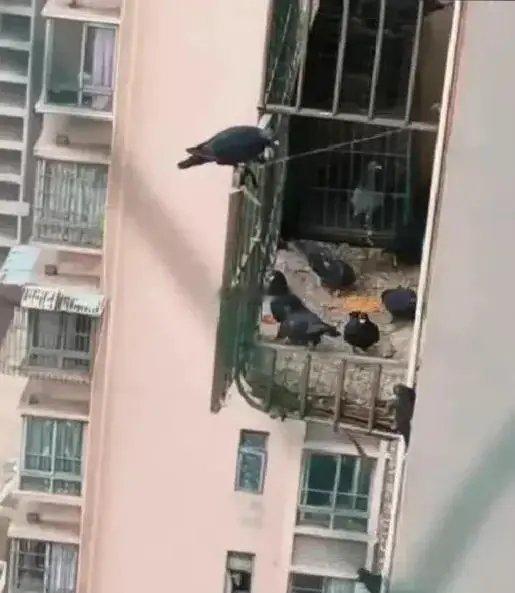 邻居虽然很有爱心，但是做法未免有些不妥当，该怎么办才好？ ​​​