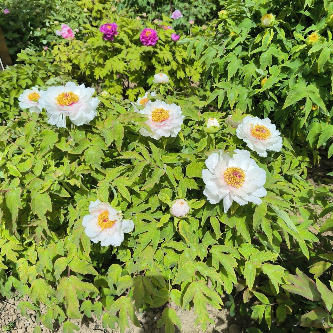 有许多牡丹花只有大花苞，还没开放，只开了一部分，等再过几天，牡丹花就会全部盛开，