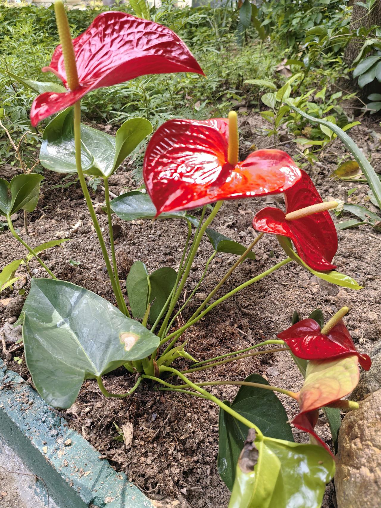 红掌“还叫花烛、火鹤花、安烛花等”