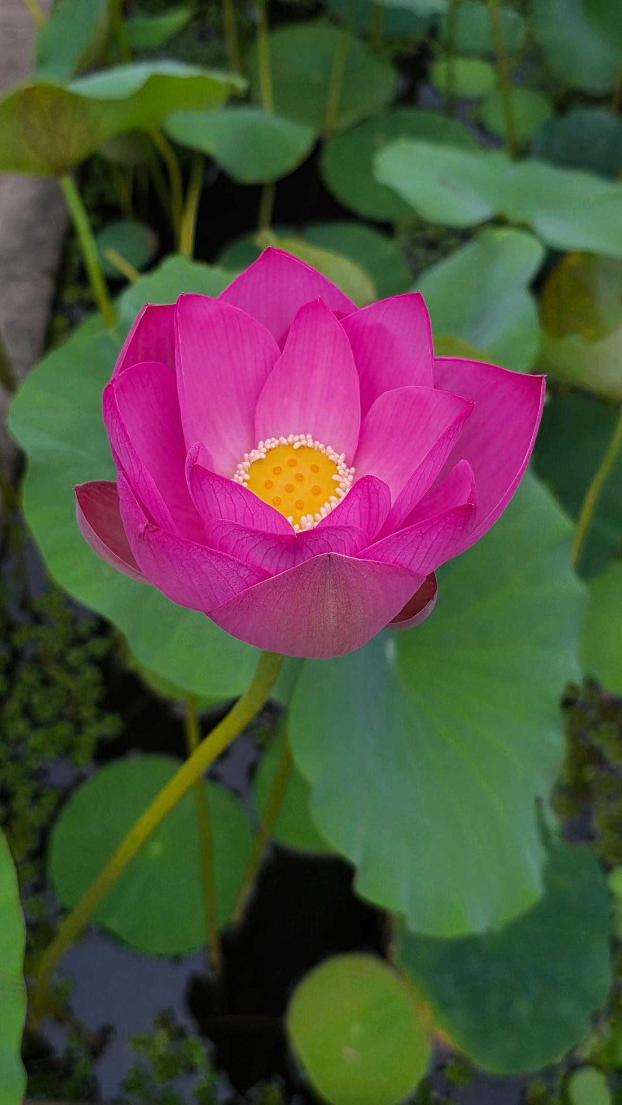 荷花莲花初夏一念花开