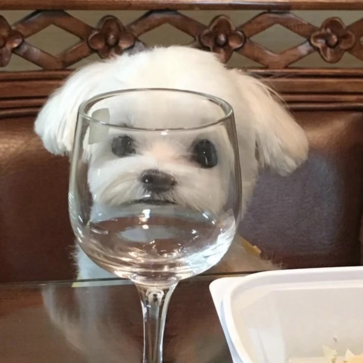 ｜玩偶头像 ｜软萌头像 ｜萌宠头像｜ 趣味头像 ｜小狗头像 可爱到模糊 ｜敲可爱