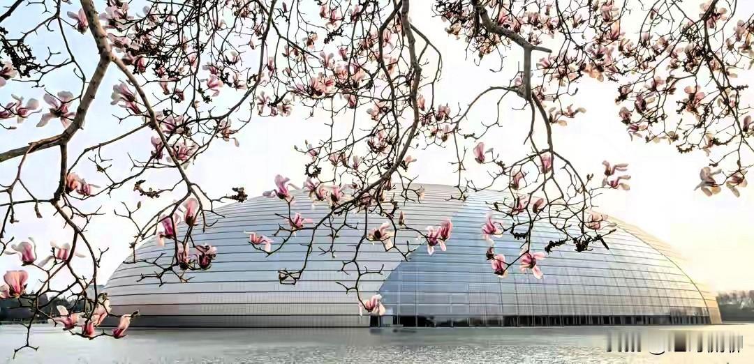 这几天北京的春花开始渐次开放了，这是国家大剧院的玉兰，北京的确是大，地形多样，城
