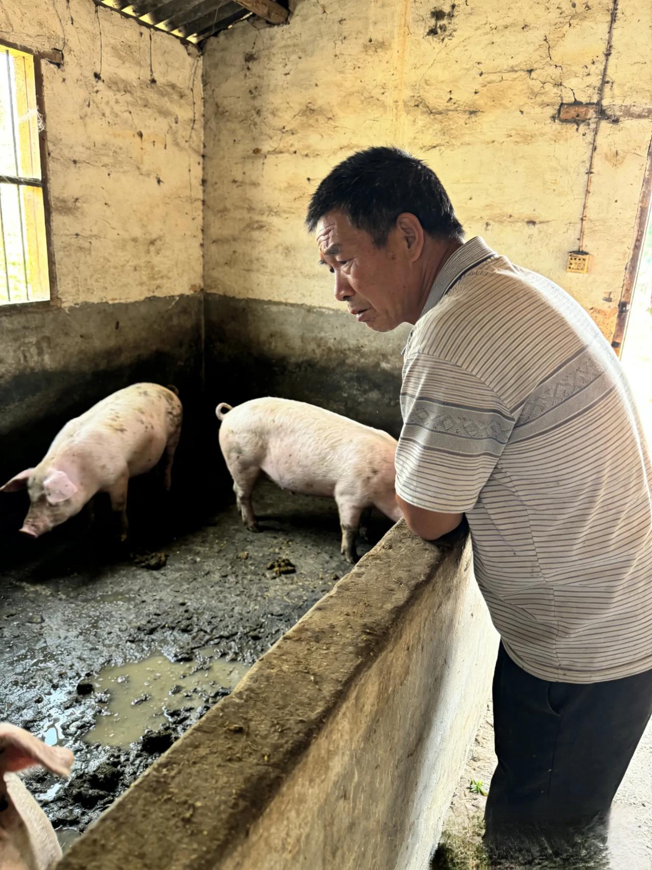 眼下猪价大跌，养猪人人喊亏，亏掉的钱究竟被谁赚走了？
 现在村里养猪的农户、开大