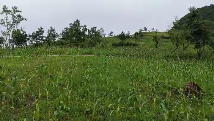 丰产犯愁！杭州女子承包300亩山地，二三十万斤鲜玉米滞销急坏了

7月22日，千
