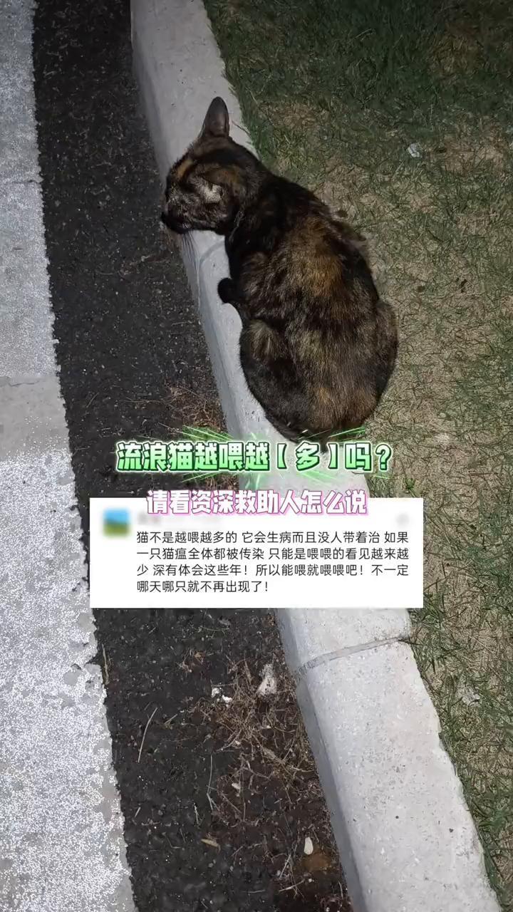 流浪猫越喂越多吗？请看资深救助人怎么说。
猫不是越喂越多的，它会生病而且没人带着