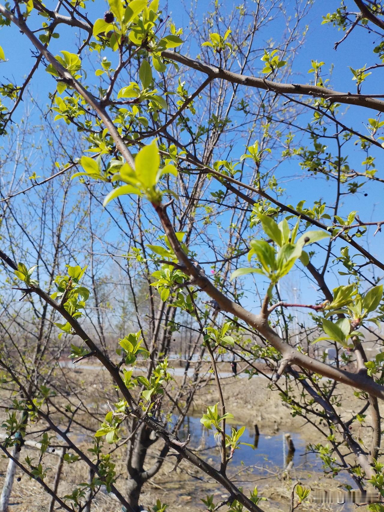 果树吟
几排果树嫩叶张，
随风摇曳吐芬芳。
蝴蝶飞来夏将至，
请续句……
（湖中