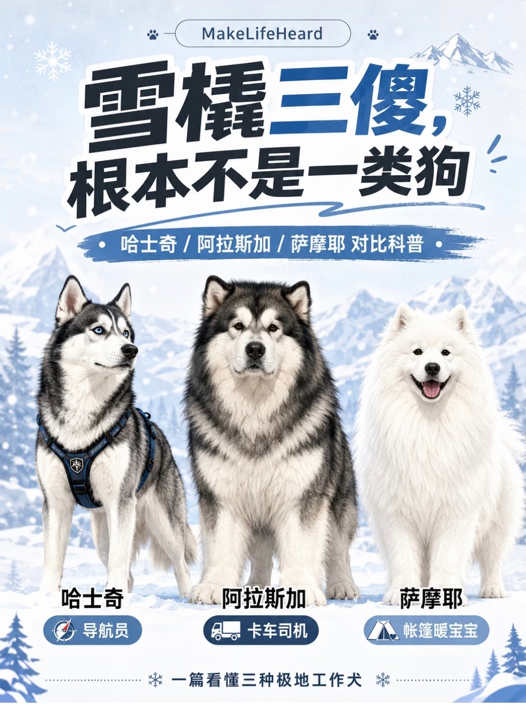 什么，怎么到萨摩耶这里就成陪睡狗了！ 