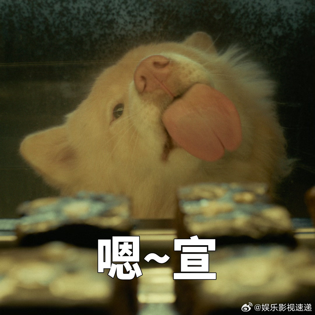 姥姥的外孙团队新作心犬相随定档 姥姥的外孙那个团队又出手了，这次拍的是小狗。光看