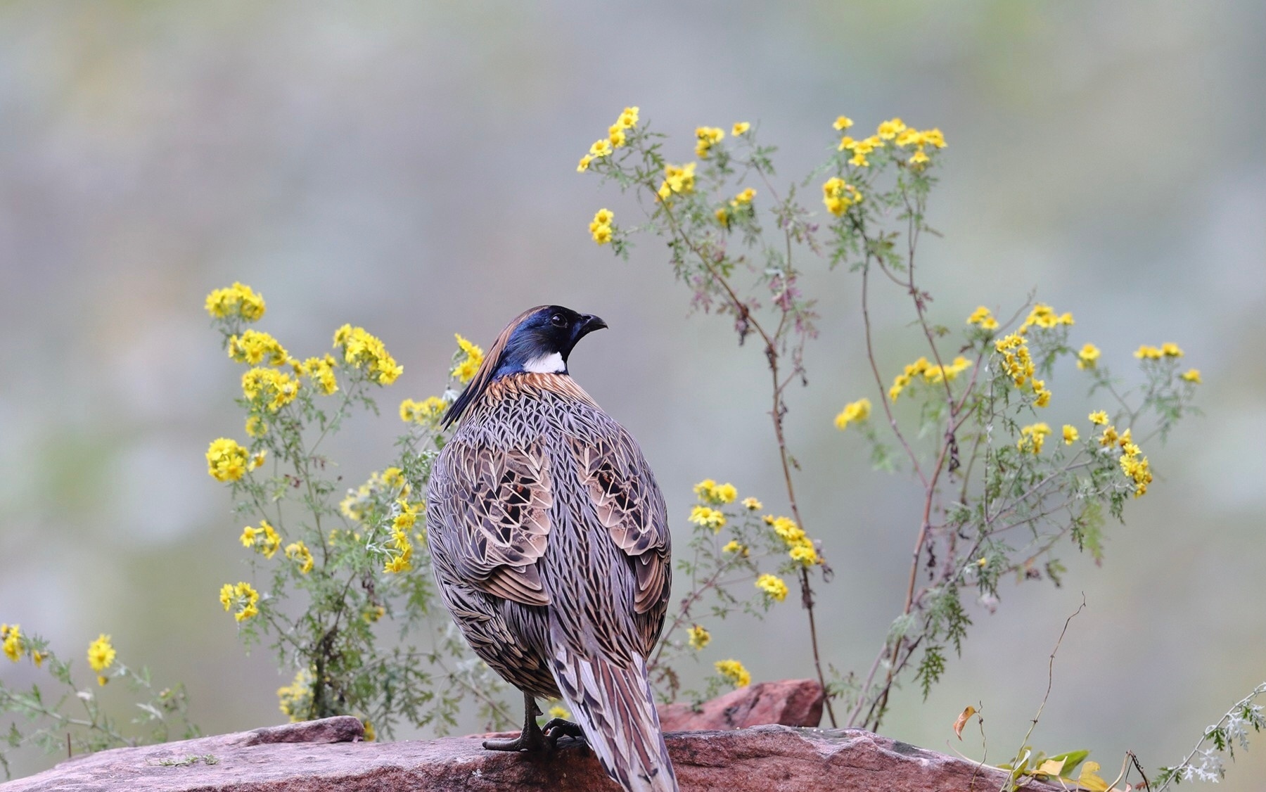 翻到拍的勺鸡照片，现在看还激动！当时正郁闷工作的事，低头赶路突然撞见它，瞬间就把