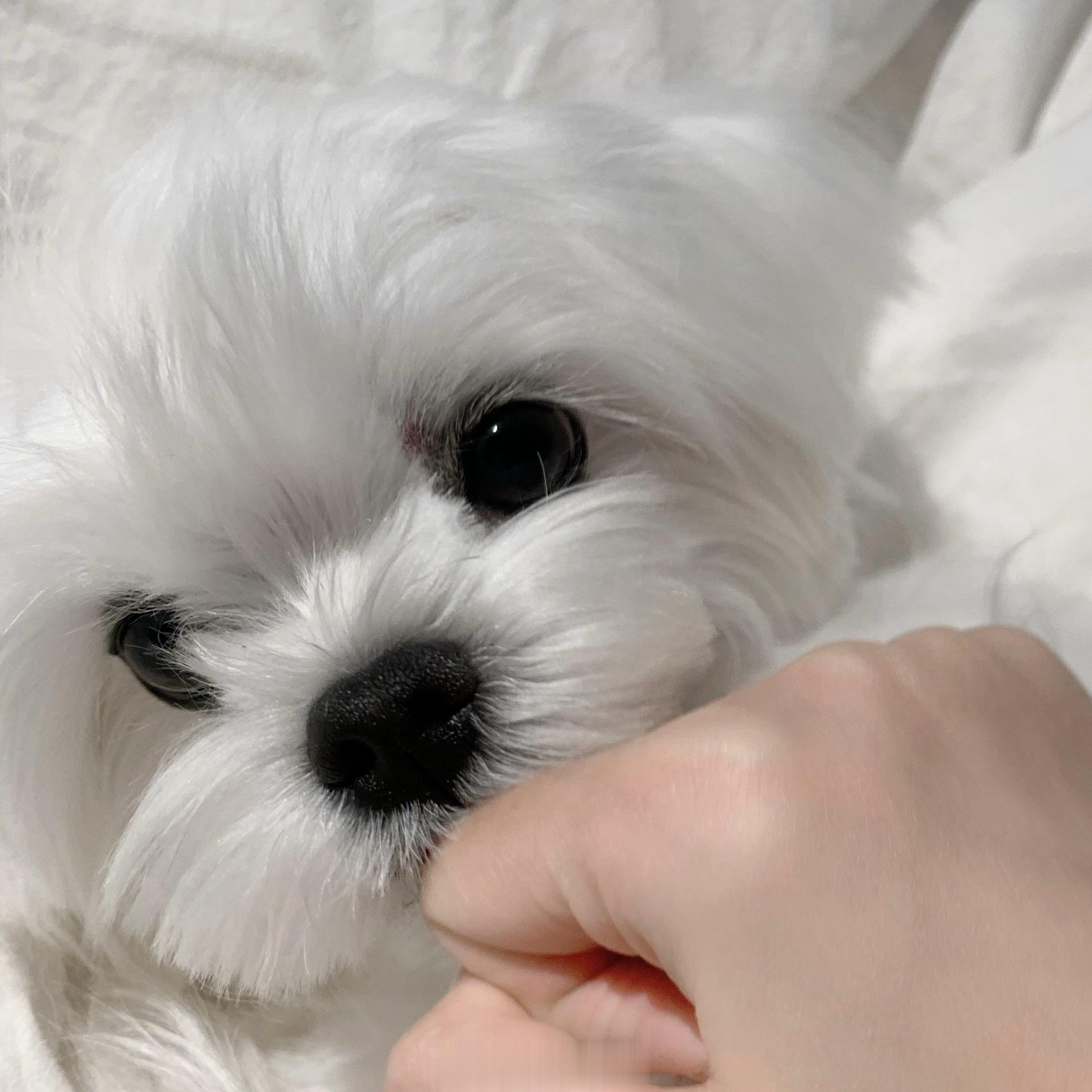 puppy ​​​
