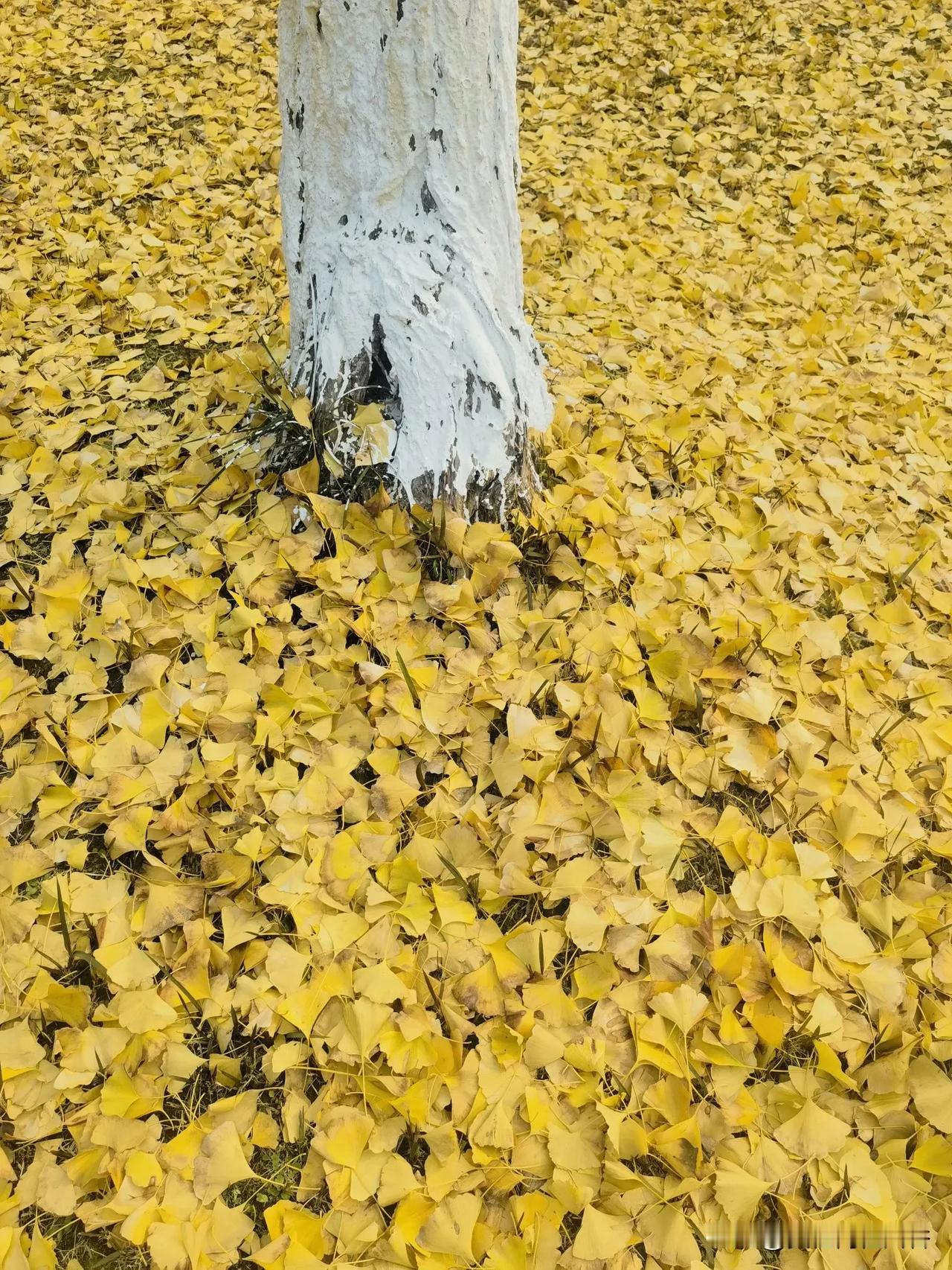 这是三妹前几天的文章，今天再读，连读两遍，除了感动，还是感动！

三妹说，她已经