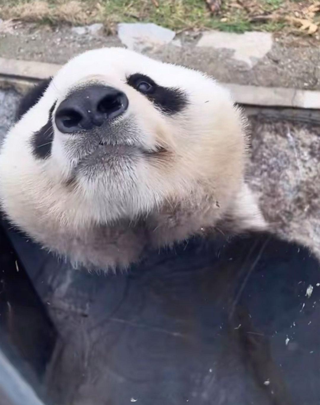 府府: 泥们嚎，又来看我啦？🐼 ​​​