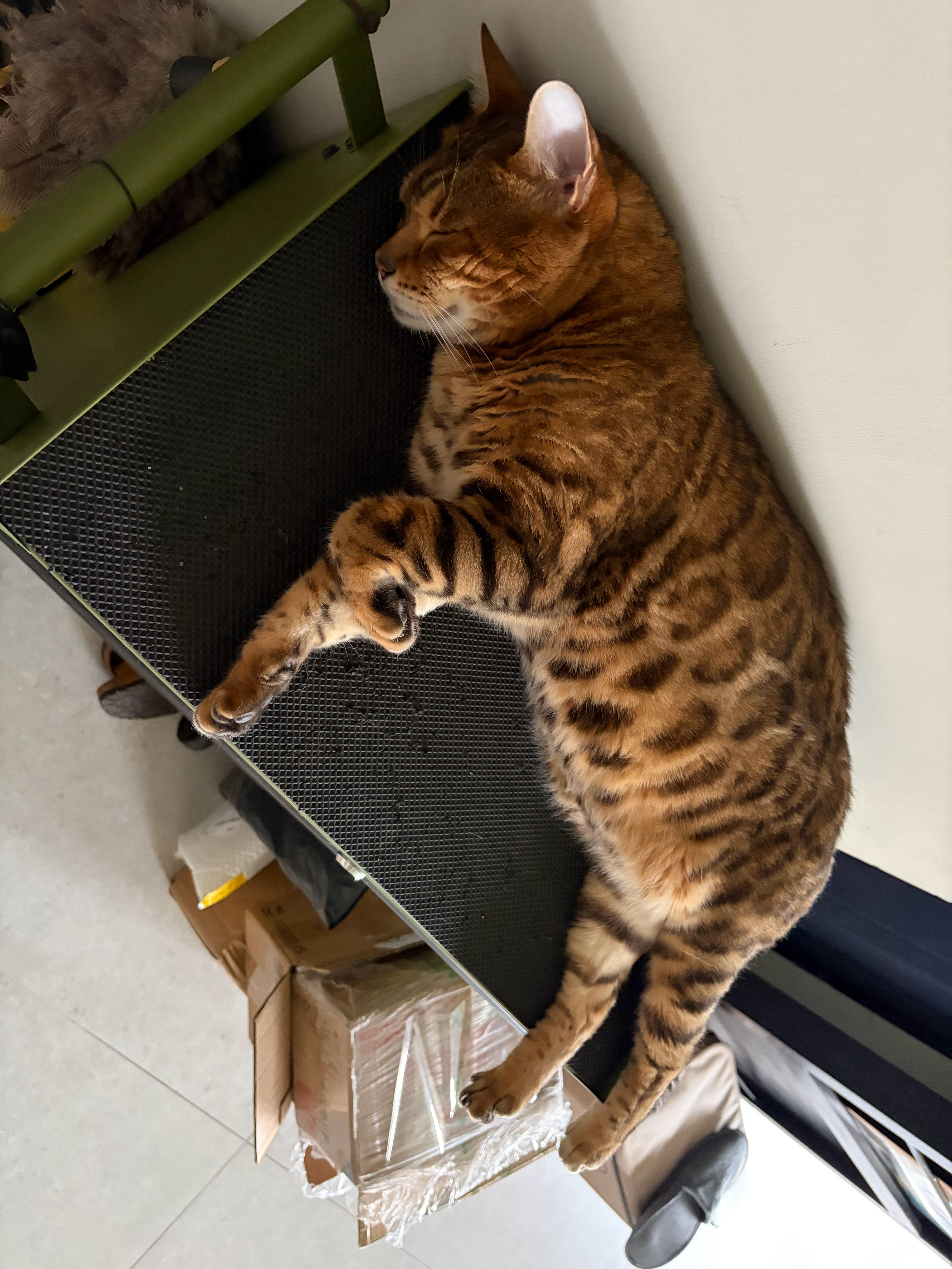 感觉我家猫是个白眼猫，我这就出去一个月，回来看见我吓得满屋子跑，不让摸也不让抱，