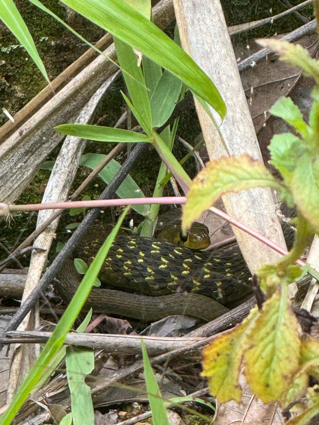 现在是蛇出没的季节啦🐍 夏天要注意防蛇哦~