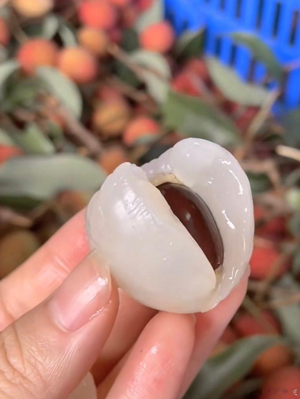 活荔枝 死荔枝夏天宅家的快乐标配就是空调搭配荔枝，顶着烈日出门太麻烦，在美团闪购