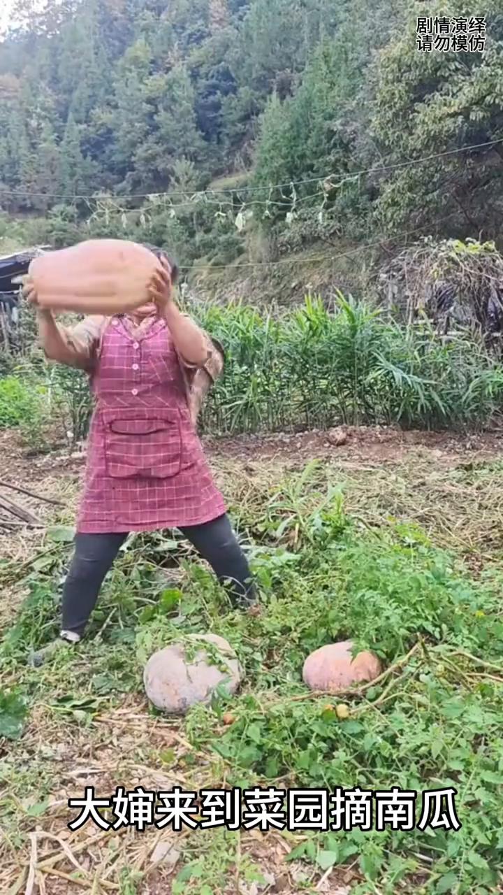 大婶摘南瓜放进一个掉一个，这一幕真的太有才了。
大婶来到菜园摘南瓜，只见她弯着腰