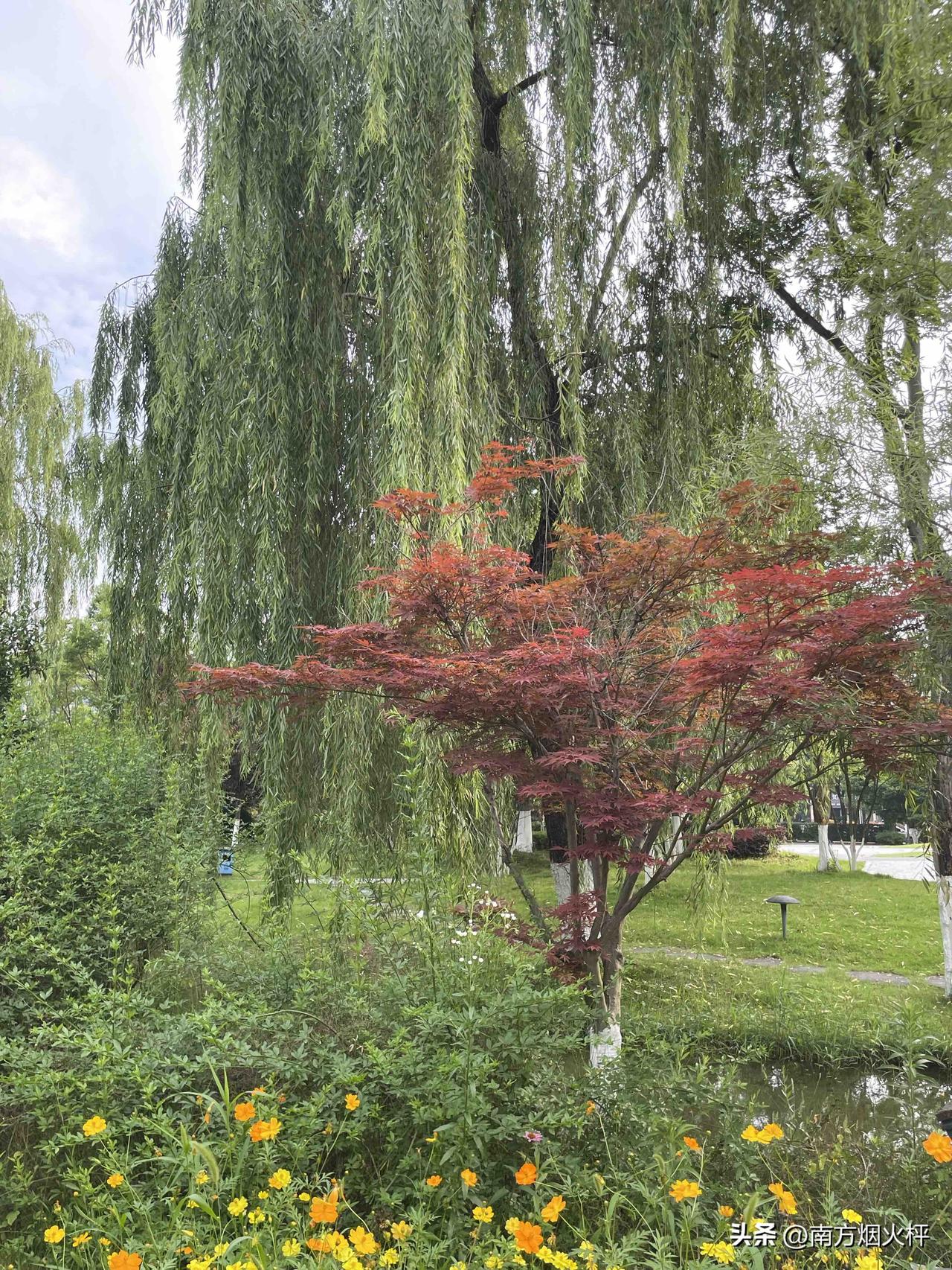 欣赏汉江边迷人的风光，柳树、红枫树、迷人小花，一个都不少。