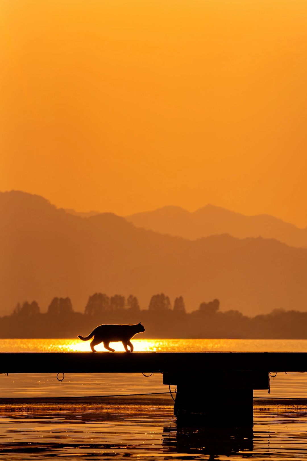 西湖夕照里，被点亮的猫