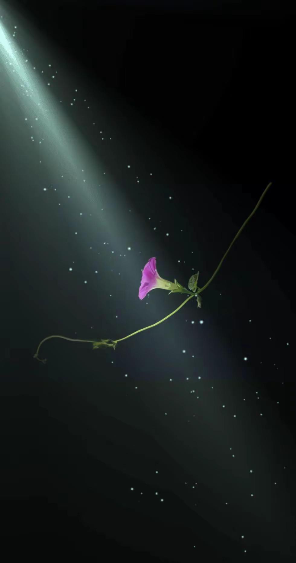 一壶清茶对月照。拍花艺术 原创花草摄影 黑暗背景的花 花卉摄影原创分享