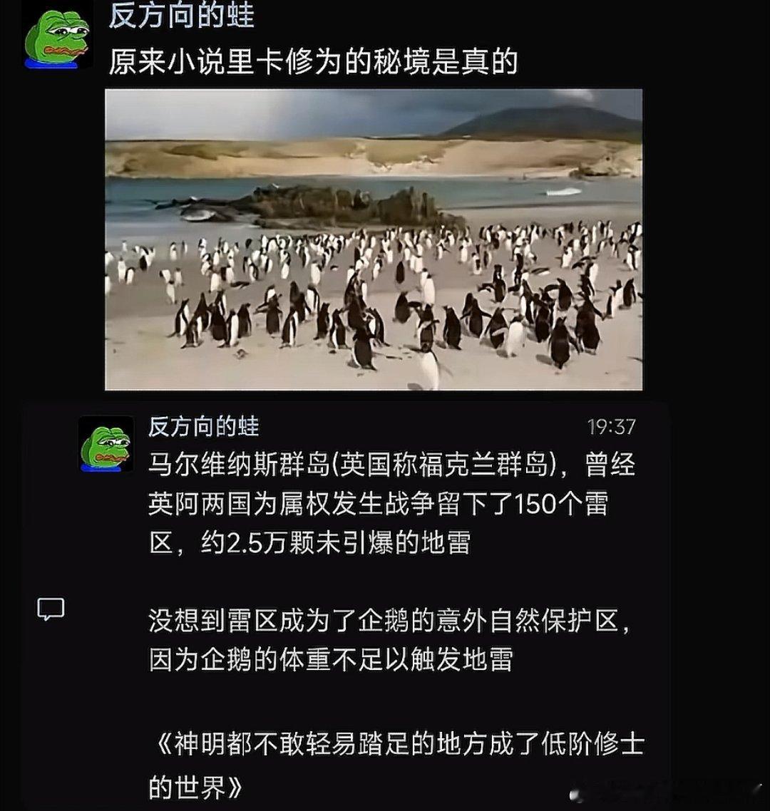 3597企鹅界一直流传着一个传说，体重一旦超过80斤，就会引来大地之怒 